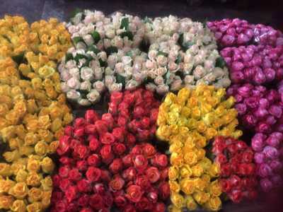 I tanti colori delle rose